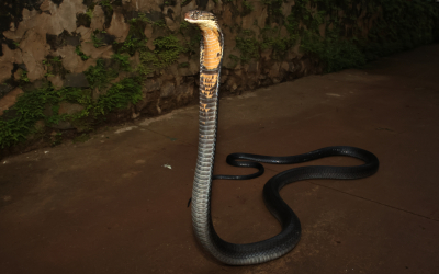 Viet Snake Rescuer