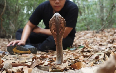 Viet Snake Rescuer