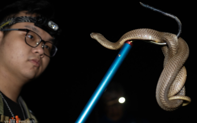 Viet Snake Rescuer