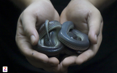Viet Snake Rescuer